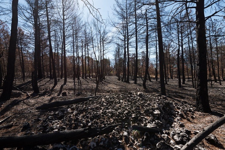 A boiada vai passando, mas a caravana não pode parar